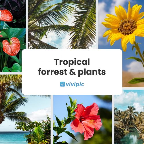 Tropical forrest and plants